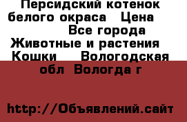 Персидский котенок белого окраса › Цена ­ 35 000 - Все города Животные и растения » Кошки   . Вологодская обл.,Вологда г.